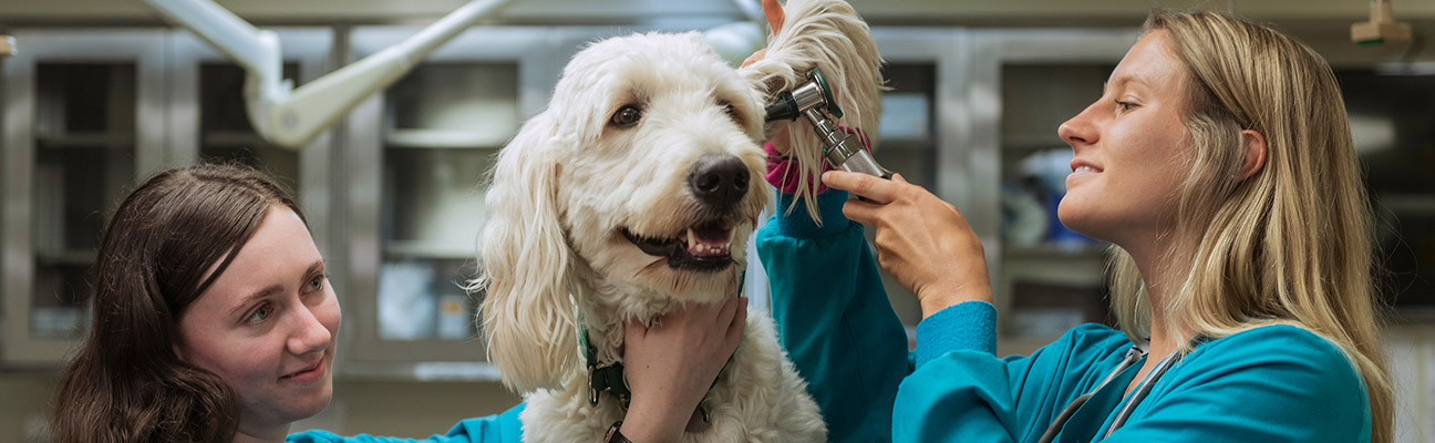 Two nursing students examining a dog.