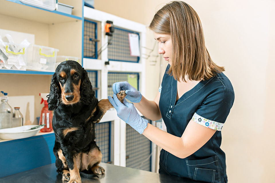 a vet tech examines a dogs paws
