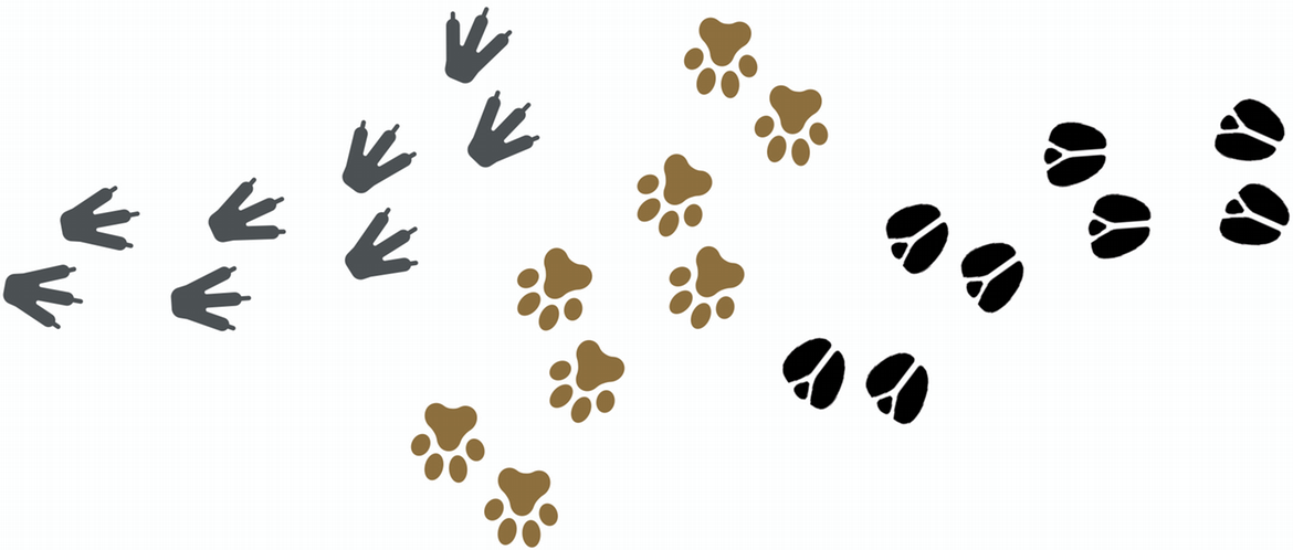 animal_footprints