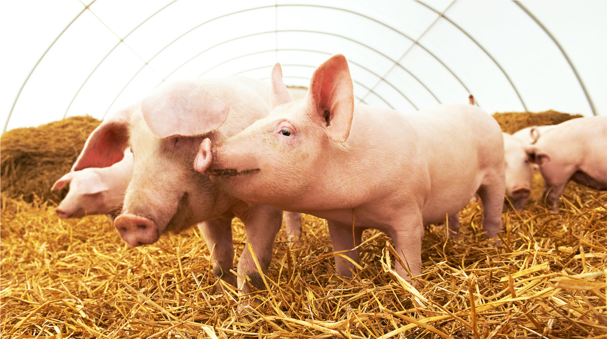 pigs
