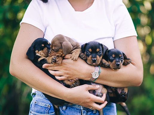 a breeder holding puppies