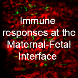 Immune responses at the Maternal-Fetal Interface