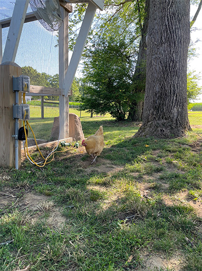 researchers posing in front of a chicken coop