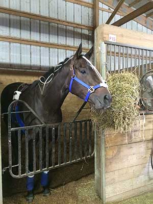 Thoroughbred horse in stall