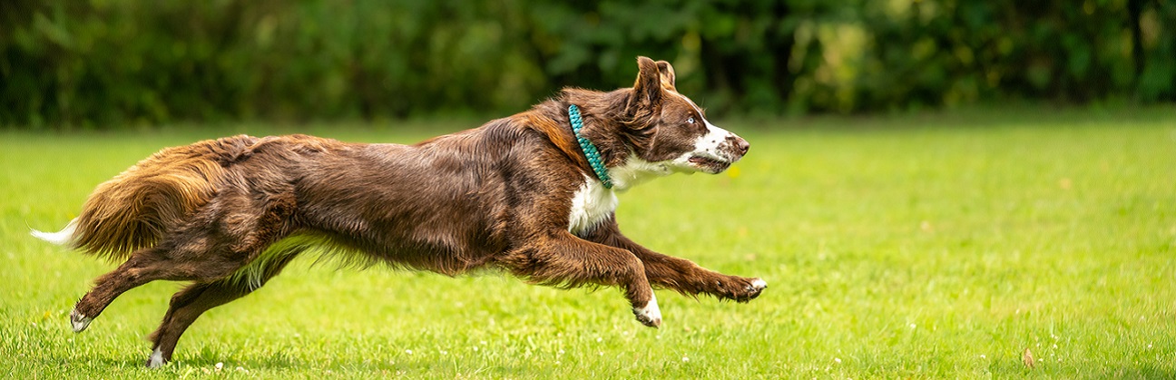 an Australian Shepherd running across a field