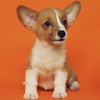 a Corgi puppy 