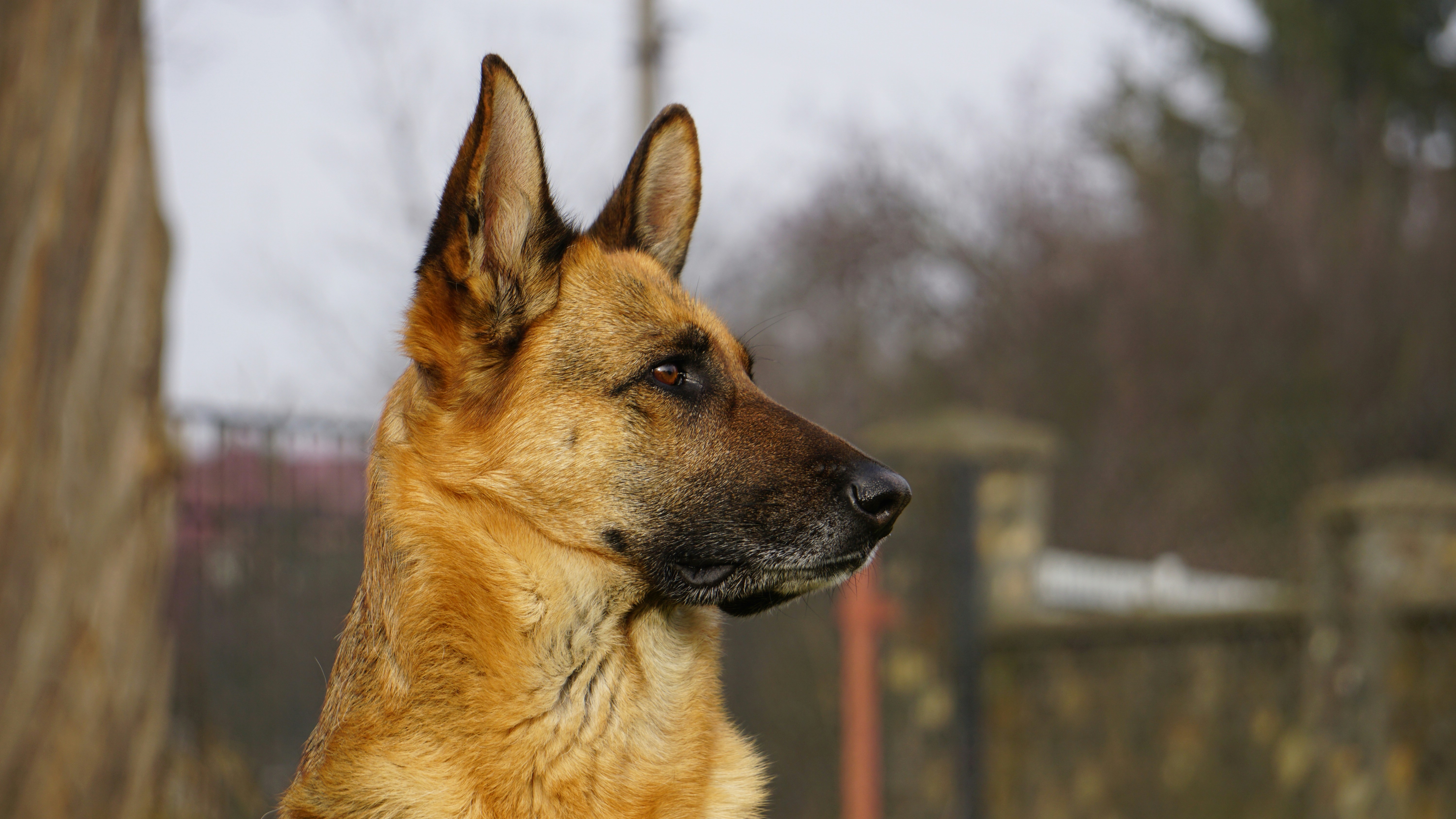 a German Shepherd dog