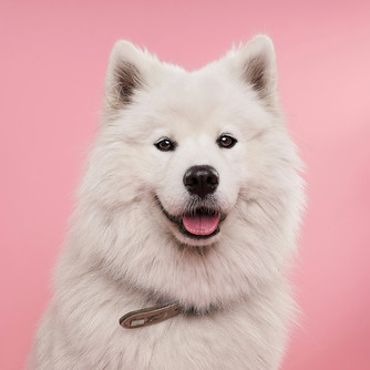 a white Samoyed type dog