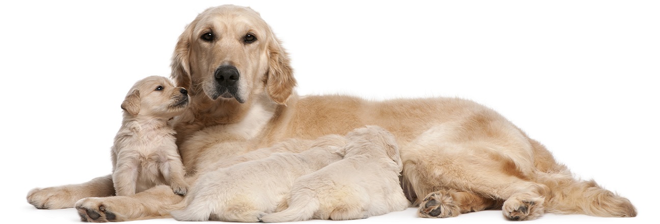 mother dog with several puppies