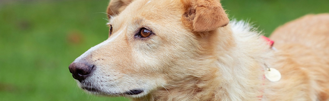 an older looking golden dog
