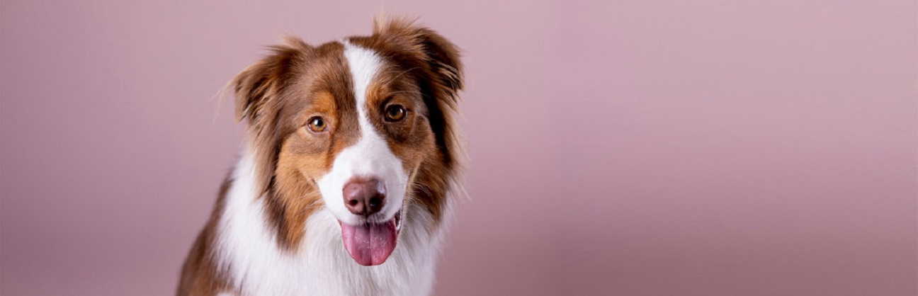 a brown and white dog looking into the camera