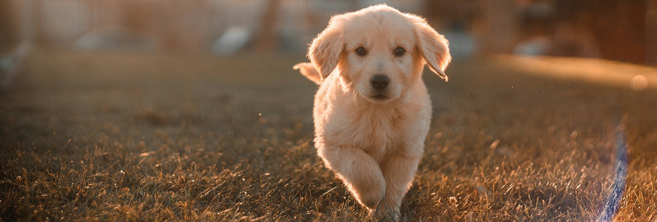 golden puppy running in a yard