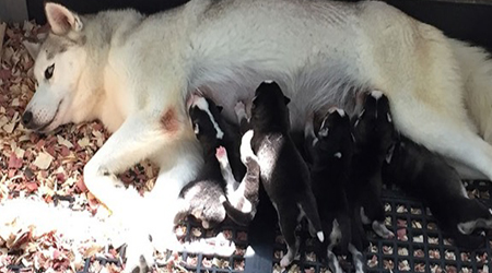 a huskie with puppies