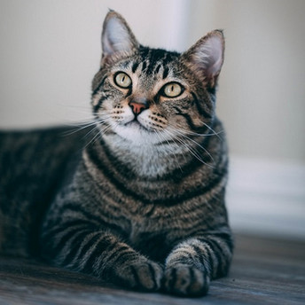 a brown tabby cat looking at the camera, Photo by Chen on Unsplash