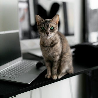 tabby cat sitting next to laptop Photo by Dillon Kydd on Unsplash