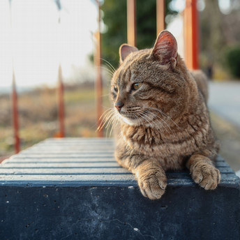 orange cat sitting outside on a porch