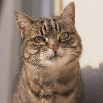 A brown tabby cat Photo by Louis KIRNER on Unsplash
