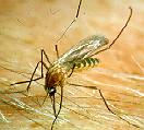 Mosquito