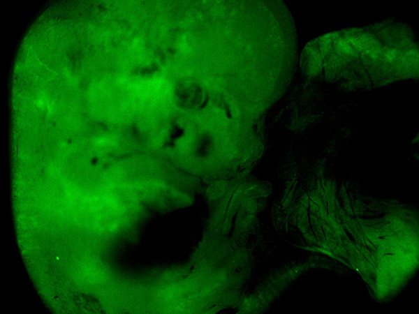 an embryo