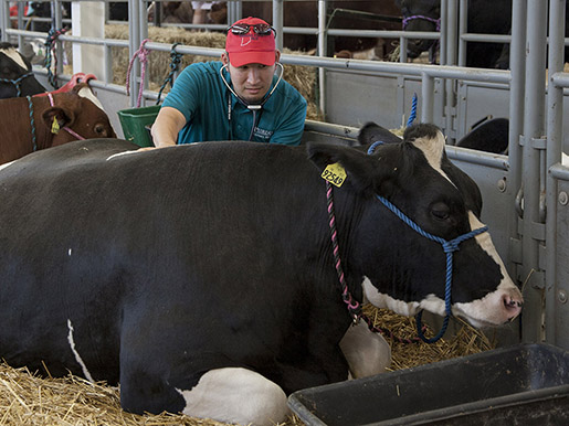 the field service team examines a horse