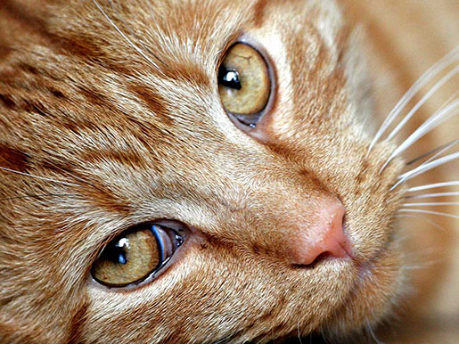 a cat
