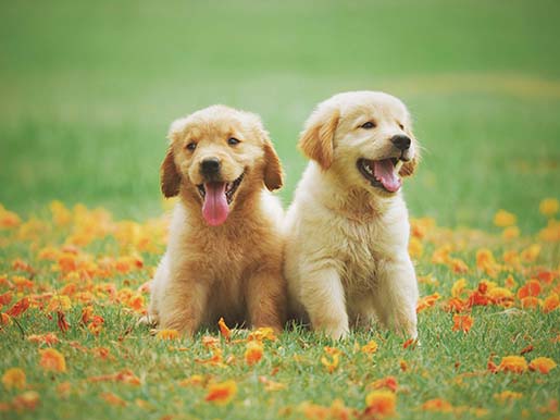 two puppies