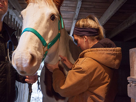 the field service team examines a horse