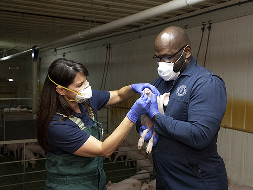 the field service team examines a pig