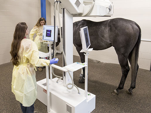 equine fluoroscopy