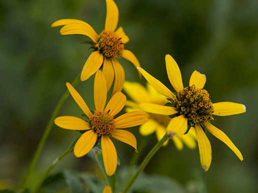 black-eyed susans in bloom