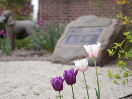 daffodils in bloom in the garden