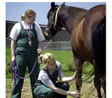 Equine academic programs