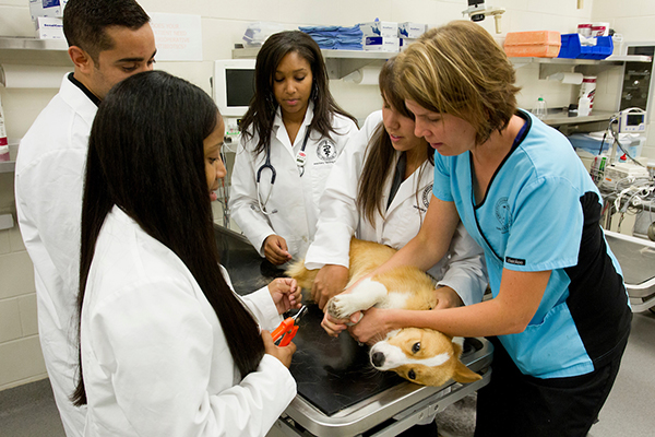 Dr. Mindy Anderson working with students