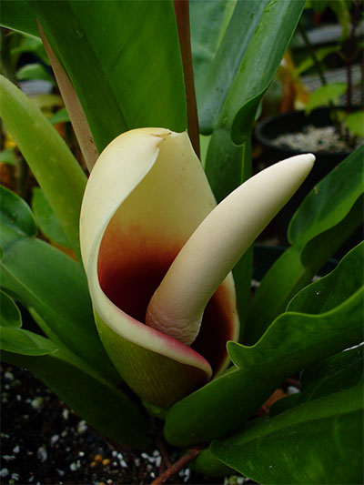philodendron.jpg