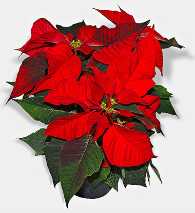 poinsettia.jpg