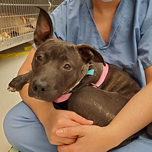 gray dog being held