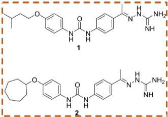 Chemical structures of two new potential antibiotics 