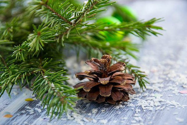 pine bough and pine cone