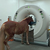 video of Diagnostic Imaging