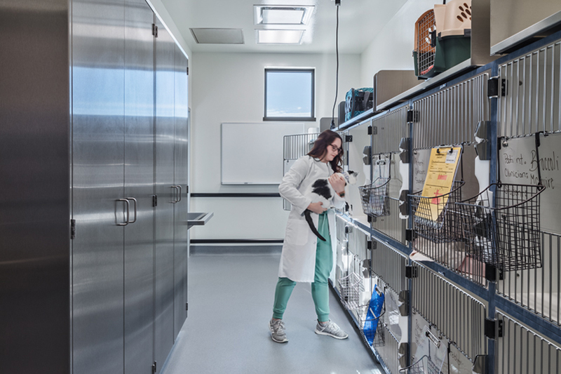 image of Canine and Feline Wards