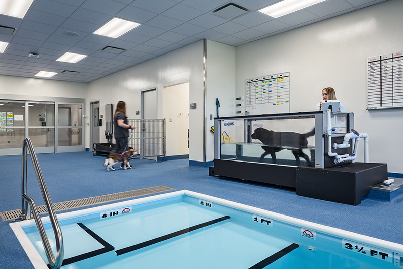 image of Physical Rehabilitation and Neurology