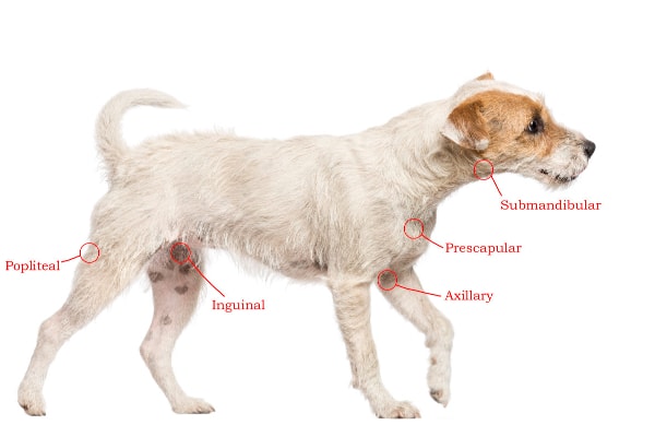 Lymph Node Chart