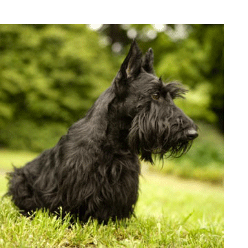 scottish terrier